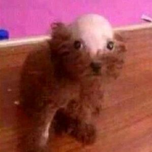 Meet your Posher, Greg